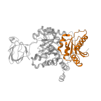 The deposited structure of PDB entry 1zjh contains 1 copy of Pfam domain PF02887 (Pyruvate kinase, alpha/beta domain) in Pyruvate kinase PKM. Showing 1 copy in chain A.