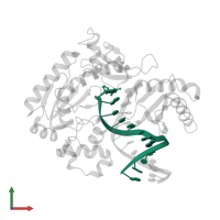 5'-D(*GP*GP*TP*TP*GP*GP*AP*TP*GP*GP*TP*AP*(DDG))-3' in PDB entry 2au0, assembly 1, front view.