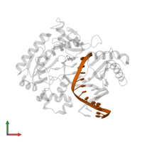 5'-D(*CP*TP*AP*AP*CP*G*CP*TP*AP*CP*CP*AP*TP*CP*CP*AP*AP*CP*C)-3' in PDB entry 2au0, assembly 1, front view.