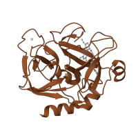 The deposited structure of PDB entry 2bmg contains 1 copy of SCOP domain 50514 (Eukaryotic proteases) in Activated factor Xa heavy chain. Showing 1 copy in chain B.