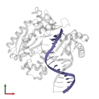 5'-D(TP*CP*AP*C 8OGP*GP*AP*AP*TP*CP*CP*TP *TP*CP*CP*CP*CP*C)-3' in PDB entry 2c28, assembly 1, front view.