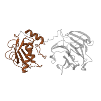 The deposited structure of PDB entry 2clt contains 2 copies of Pfam domain PF00413 (Matrixin) in Interstitial collagenase. Showing 1 copy in chain A.