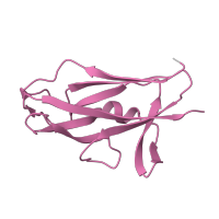 The deposited structure of PDB entry 2co6 contains 1 copy of Pfam domain PF09460 (Saf-pilin pilus formation protein) in Saf-pilin pilus formation protein domain-containing protein. Showing 1 copy in chain A.
