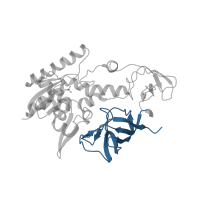 The deposited structure of PDB entry 2deu contains 2 copies of CATH domain 2.40.30.10 (Elongation Factor Tu (Ef-tu); domain 3) in tRNA-specific 2-thiouridylase MnmA. Showing 1 copy in chain C [auth A].