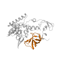 The deposited structure of PDB entry 2deu contains 2 copies of Pfam domain PF20258 (Aminomethyltransferase beta-barrel domain) in tRNA-specific 2-thiouridylase MnmA. Showing 1 copy in chain C [auth A].