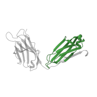 The deposited structure of PDB entry 2dqu contains 1 copy of Pfam domain PF07654 (Immunoglobulin C1-set domain) in Ig-like domain-containing protein. Showing 1 copy in chain A [auth L].