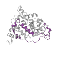 The deposited structure of PDB entry 2e39 contains 1 copy of Pfam domain PF11895 (Fungal peroxidase extension region) in Peroxidase. Showing 1 copy in chain A.