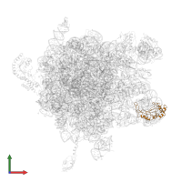Large ribosomal subunit protein uL5 in PDB entry 2j28, assembly 1, front view.