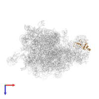 Large ribosomal subunit protein uL5 in PDB entry 2j28, assembly 1, top view.
