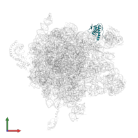 Large ribosomal subunit protein uL6 in PDB entry 2j28, assembly 1, front view.