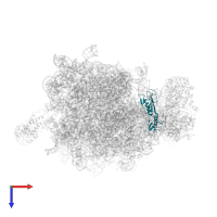 Large ribosomal subunit protein uL6 in PDB entry 2j28, assembly 1, top view.