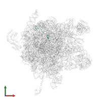 Large ribosomal subunit protein bL32 in PDB entry 2j28, assembly 1, front view.