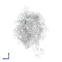 Large ribosomal subunit protein bL32 in PDB entry 2j28, assembly 1, side view.
