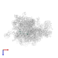 Large ribosomal subunit protein bL32 in PDB entry 2j28, assembly 1, top view.