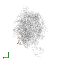Large ribosomal subunit protein uL15 in PDB entry 2j28, assembly 1, side view.