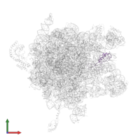 Large ribosomal subunit protein uL16 in PDB entry 2j28, assembly 1, front view.