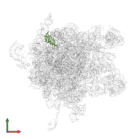Large ribosomal subunit protein bL17 in PDB entry 2j28, assembly 1, front view.
