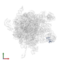 Large ribosomal subunit protein uL18 in PDB entry 2j28, assembly 1, front view.