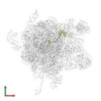 Large ribosomal subunit protein bL20 in PDB entry 2j28, assembly 1, front view.