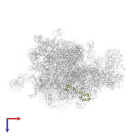 Large ribosomal subunit protein bL20 in PDB entry 2j28, assembly 1, top view.