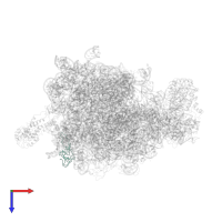 Large ribosomal subunit protein uL24 in PDB entry 2j28, assembly 1, top view.