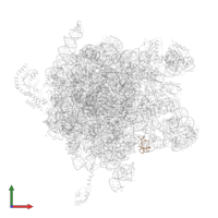 Large ribosomal subunit protein bL33 in PDB entry 2j28, assembly 1, front view.