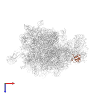 Large ribosomal subunit protein bL25 in PDB entry 2j28, assembly 1, top view.