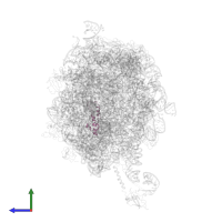 Large ribosomal subunit protein uL29 in PDB entry 2j28, assembly 1, side view.