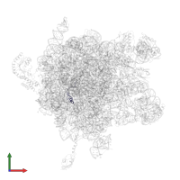 Large ribosomal subunit protein bL34 in PDB entry 2j28, assembly 1, front view.