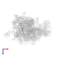 Large ribosomal subunit protein bL34 in PDB entry 2j28, assembly 1, top view.