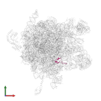 Large ribosomal subunit protein bL35 in PDB entry 2j28, assembly 1, front view.
