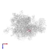 Large ribosomal subunit protein bL35 in PDB entry 2j28, assembly 1, top view.