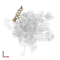 4.5S SIGNAL RECOGNITION PARTICLE RNA in PDB entry 2j28, assembly 1, front view.