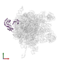 Signal recognition particle protein in PDB entry 2j28, assembly 1, front view.