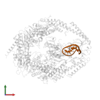 5'-D(*CP*CP*TP*AP*GP*CP*CP*TP*GP*CP*GP*GP*TP*TP*C)-3' in PDB entry 2o8e, assembly 1, front view.