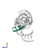 5' substrate strand, pentameric fragment in PDB entry 2p7e, assembly 1, side view.