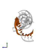 Ribozyme strand I in PDB entry 2p7e, assembly 1, side view.