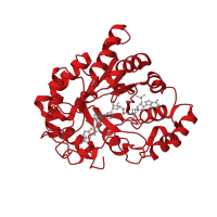 The deposited structure of PDB entry 2pdf contains 1 copy of CATH domain 3.20.20.100 (TIM Barrel) in Aldo-keto reductase family 1 member B1. Showing 1 copy in chain A.