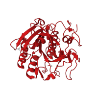The deposited structure of PDB entry 2pq2 contains 1 copy of CATH domain 3.40.50.200 (Rossmann fold) in Proteinase K. Showing 1 copy in chain A.