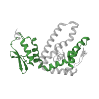 The deposited structure of PDB entry 2r31 contains 1 copy of Pfam domain PF07542 (ATP12 chaperone protein) in ATP12 ATPase. Showing 1 copy in chain A.