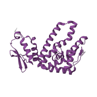 The deposited structure of PDB entry 2r31 contains 1 copy of SCOP domain 160910 (ATP12-like) in ATP12 ATPase. Showing 1 copy in chain A.