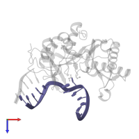 DNA (5'-D(*DGP*DCP*DCP*DGP*DCP*DAP*DAP*DCP*DGP*DCP*DAP*DCP*DG)-3') in PDB entry 2r9l, assembly 2, top view.