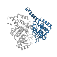 The deposited structure of PDB entry 2vgs contains 1 copy of CATH domain 3.90.1150.10 (Aspartate Aminotransferase, domain 1) in Serine hydroxymethyltransferase. Showing 1 copy in chain A.