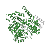 The deposited structure of PDB entry 2vgt contains 1 copy of Pfam domain PF00464 (Serine hydroxymethyltransferase) in Serine hydroxymethyltransferase. Showing 1 copy in chain A.