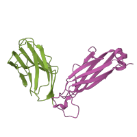 The deposited structure of PDB entry 2vlk contains 2 copies of CATH domain 2.60.40.10 (Immunoglobulin-like) in JM22 TCR BETA CHAIN. Showing 2 copies in chain E.