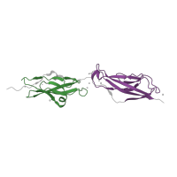 The deposited structure of PDB entry 2whv contains 2 copies of Pfam domain PF00028 (Cadherin domain) in Cadherin-23. Showing 2 copies in chain A.