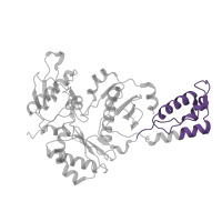 The deposited structure of PDB entry 2wom contains 1 copy of Pfam domain PF06817 (Reverse transcriptase thumb domain) in p51 RT. Showing 1 copy in chain B.