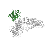 The deposited structure of PDB entry 2wzh contains 1 copy of CATH domain 3.30.379.10 (Chitobiase; domain 2) in O-GlcNAcase BT_4395. Showing 1 copy in chain A.