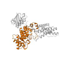 The deposited structure of PDB entry 2wzh contains 1 copy of Pfam domain PF07555 (beta-N-acetylglucosaminidase ) in O-GlcNAcase BT_4395. Showing 1 copy in chain A.