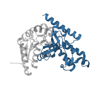 The deposited structure of PDB entry 3czm contains 2 copies of CATH domain 3.90.110.10 (L-2-Hydroxyisocaproate Dehydrogenase; Chain A, domain 2) in L-lactate dehydrogenase. Showing 1 copy in chain B.